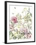 Rhododendron-Janneke Brinkman-Salentijn-Framed Giclee Print