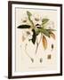 Rhododendron-John Nugent Fitch-Framed Giclee Print