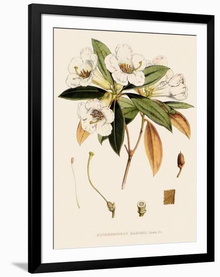 Rhododendron-John Nugent Fitch-Framed Giclee Print