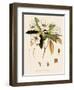 Rhododendron-John Nugent Fitch-Framed Giclee Print