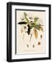 Rhododendron-John Nugent Fitch-Framed Giclee Print