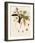 Rhododendron-John Nugent Fitch-Framed Giclee Print