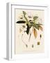 Rhododendron-John Nugent Fitch-Framed Giclee Print