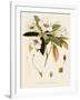 Rhododendron-John Nugent Fitch-Framed Giclee Print