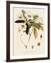 Rhododendron-John Nugent Fitch-Framed Giclee Print