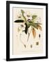 Rhododendron-John Nugent Fitch-Framed Giclee Print