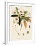 Rhododendron-John Nugent Fitch-Framed Giclee Print