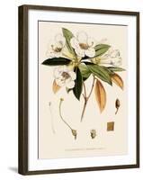 Rhododendron-John Nugent Fitch-Framed Giclee Print