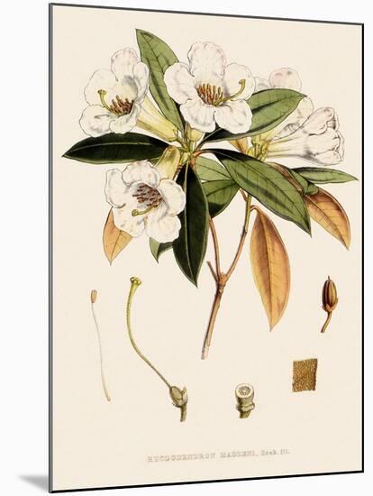 Rhododendron-John Nugent Fitch-Mounted Giclee Print