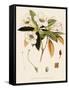 Rhododendron-John Nugent Fitch-Framed Stretched Canvas