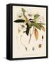 Rhododendron-John Nugent Fitch-Framed Stretched Canvas