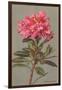 Rhododendron-null-Framed Art Print