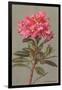 Rhododendron-null-Framed Art Print