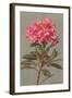 Rhododendron-null-Framed Art Print