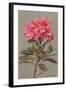 Rhododendron-null-Framed Art Print