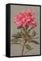 Rhododendron-null-Framed Stretched Canvas