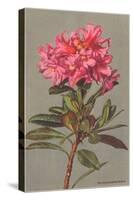 Rhododendron-null-Stretched Canvas