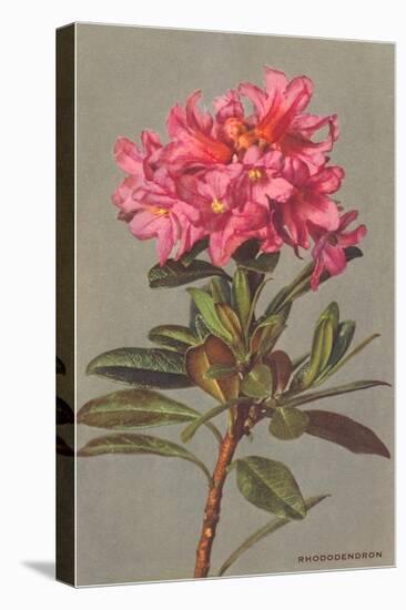 Rhododendron-null-Stretched Canvas