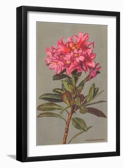 Rhododendron-null-Framed Art Print
