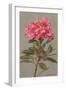 Rhododendron-null-Framed Art Print