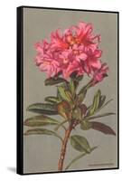 Rhododendron-null-Framed Stretched Canvas