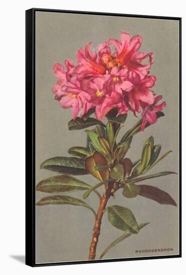 Rhododendron-null-Framed Stretched Canvas