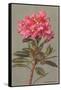 Rhododendron-null-Framed Stretched Canvas