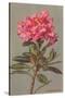 Rhododendron-null-Stretched Canvas