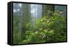 Rhododendrons Among Redwoods-Darrell Gulin-Framed Stretched Canvas