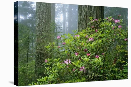 Rhododendrons Among Redwoods-Darrell Gulin-Stretched Canvas