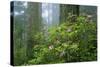 Rhododendrons Among Redwoods-Darrell Gulin-Stretched Canvas