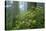 Rhododendrons Among Redwoods-Darrell Gulin-Stretched Canvas