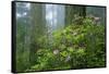 Rhododendrons Among Redwoods-Darrell Gulin-Framed Stretched Canvas