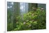 Rhododendrons Among Redwoods-Darrell Gulin-Framed Photographic Print