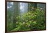 Rhododendrons Among Redwoods-Darrell Gulin-Framed Photographic Print