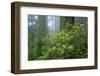 Rhododendrons Among Redwoods-Darrell Gulin-Framed Photographic Print