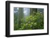 Rhododendrons Among Redwoods-Darrell Gulin-Framed Photographic Print