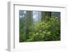 Rhododendrons Among Redwoods-Darrell Gulin-Framed Photographic Print