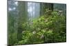 Rhododendrons Among Redwoods-Darrell Gulin-Mounted Photographic Print