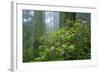 Rhododendrons Among Redwoods-Darrell Gulin-Framed Photographic Print