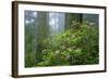 Rhododendrons Among Redwoods-Darrell Gulin-Framed Photographic Print