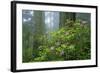 Rhododendrons Among Redwoods-Darrell Gulin-Framed Photographic Print