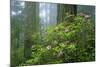 Rhododendrons Among Redwoods-Darrell Gulin-Mounted Photographic Print