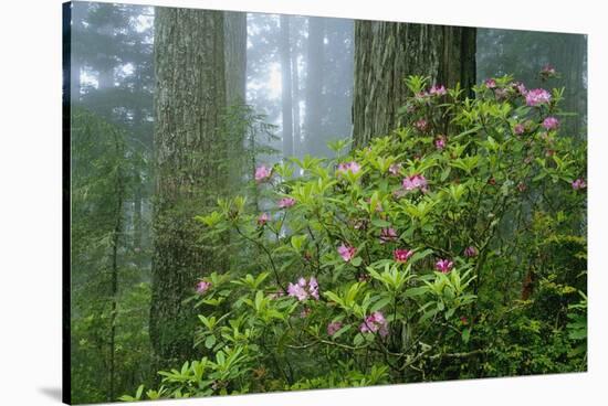 Rhododendrons Among Redwoods-Darrell Gulin-Stretched Canvas