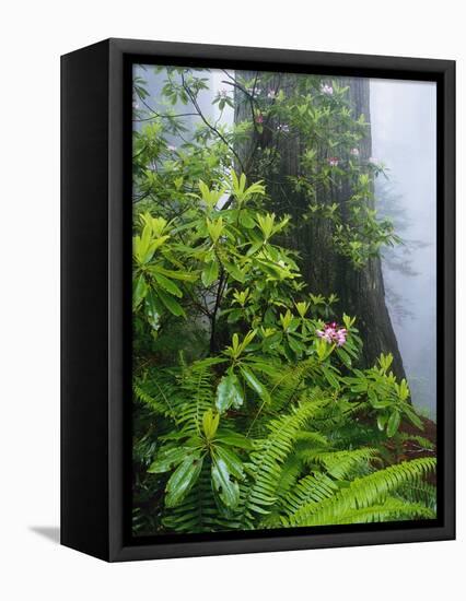 Rhododendrons and Ferns at Base of Redwood-Darrell Gulin-Framed Stretched Canvas