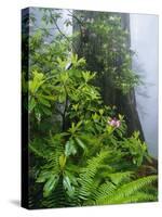 Rhododendrons and Ferns at Base of Redwood-Darrell Gulin-Stretched Canvas