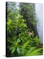 Rhododendrons and Ferns at Base of Redwood-Darrell Gulin-Stretched Canvas