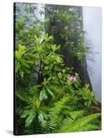 Rhododendrons and Ferns at Base of Redwood-Darrell Gulin-Stretched Canvas