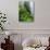 Rhododendrons and Ferns at Base of Redwood-Darrell Gulin-Stretched Canvas displayed on a wall