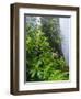 Rhododendrons and Ferns at Base of Redwood-Darrell Gulin-Framed Premium Photographic Print